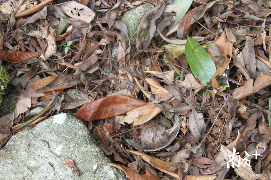 龙潭禾山洞洞口发现的碗。