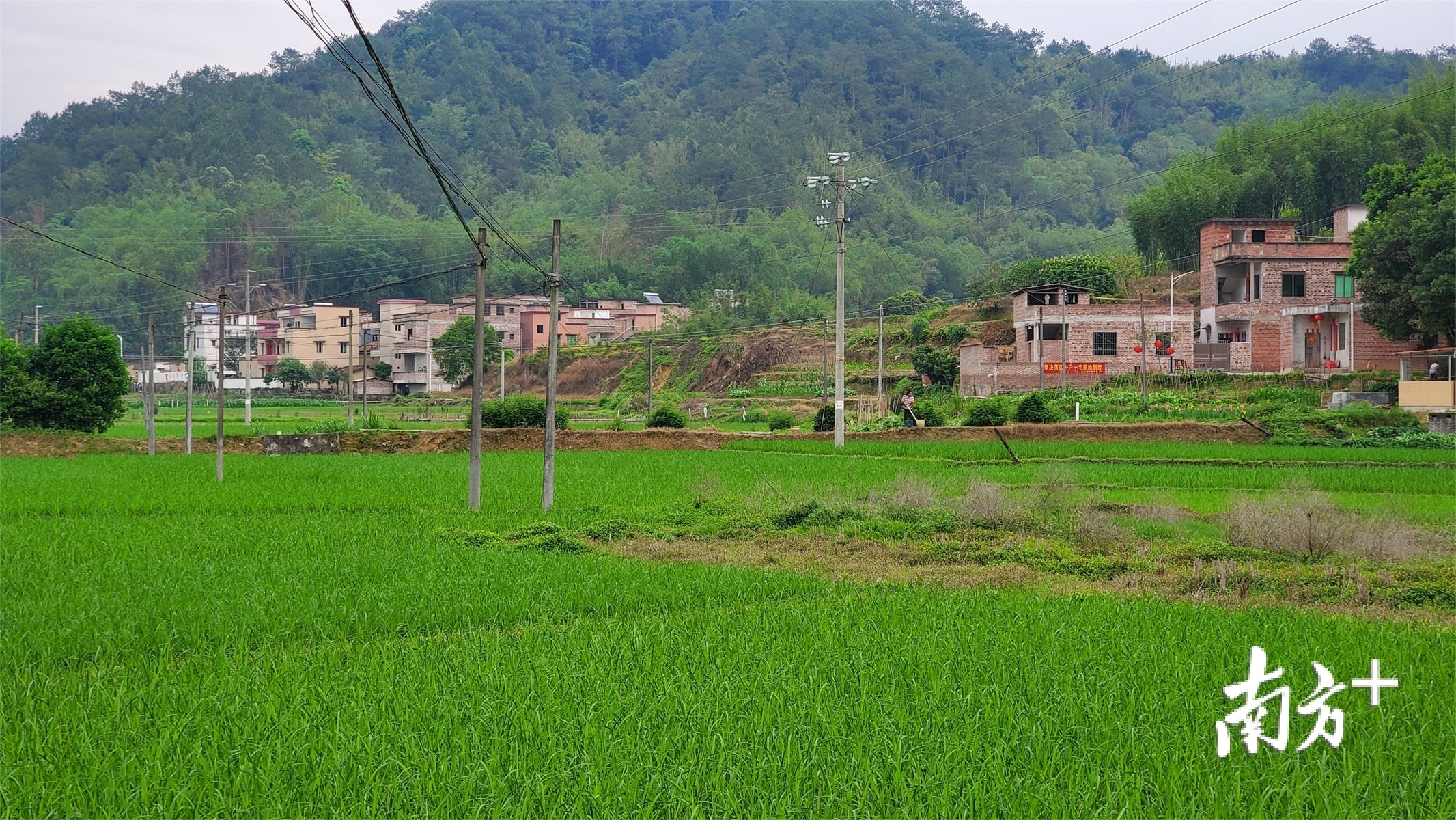 小彩椒背后的致富经中山帮扶肇庆林洞村全面脱贫