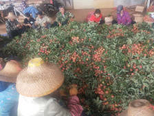 荔枝产业大事件｜ 中国大陆最南端的荔枝大量上市了！