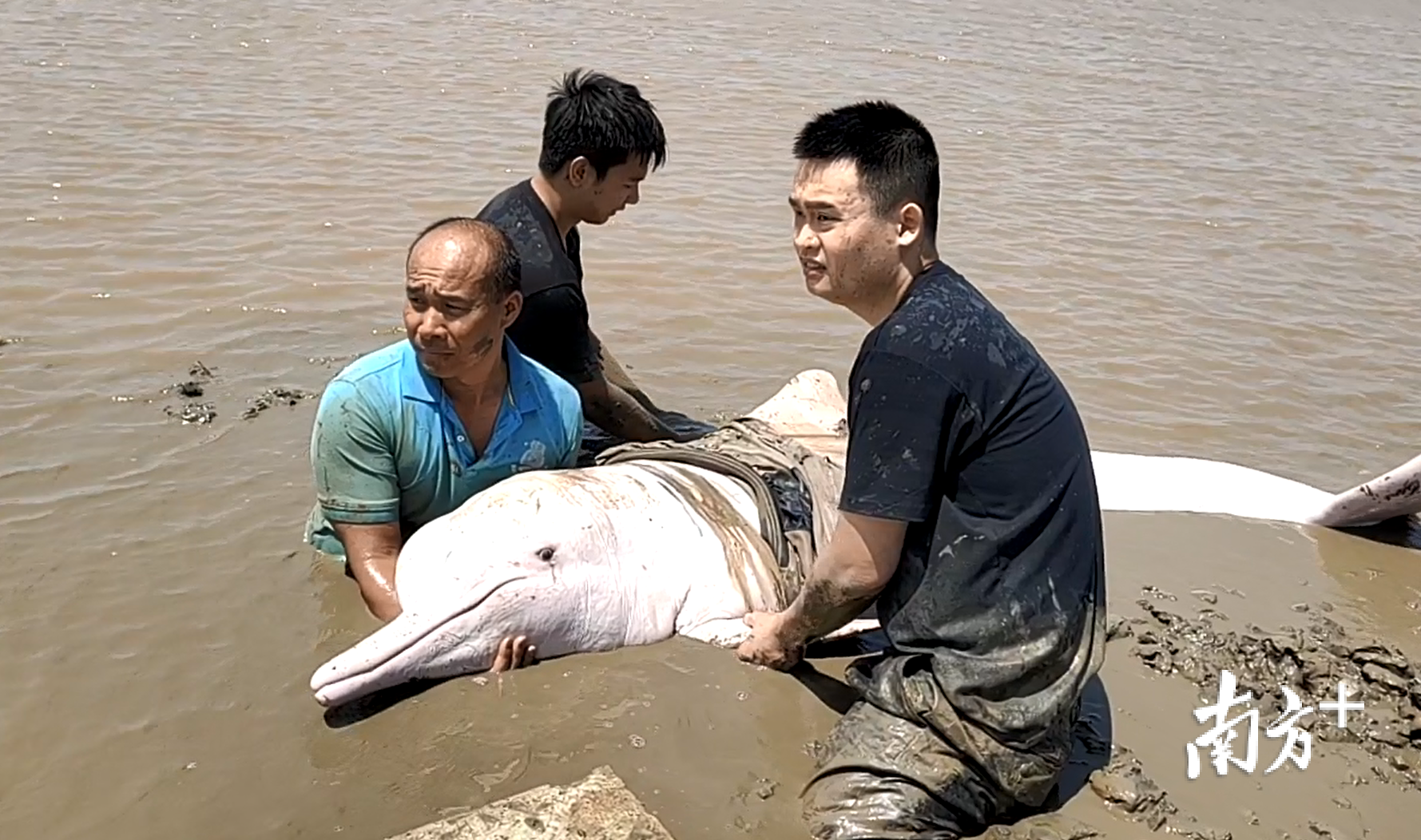 7小时接力守护江门中华白海豚重回大海