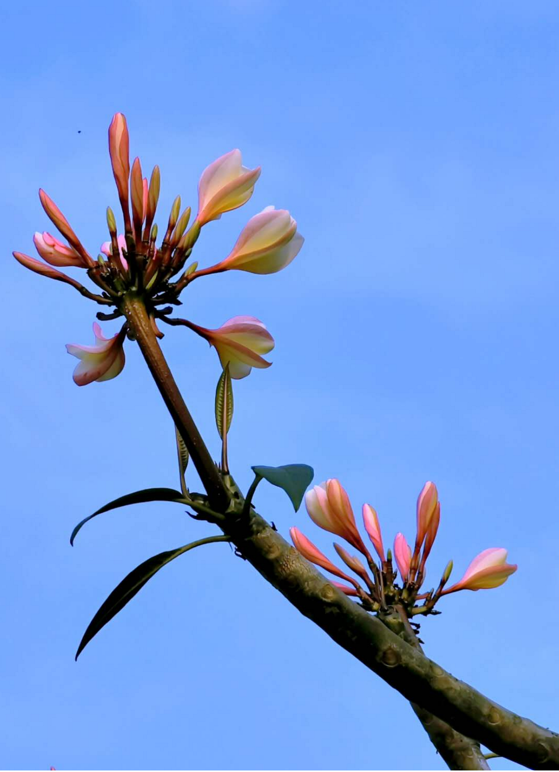 独自逍遥林里笑， 唯求淡雅度年华。（摄影：刘成）