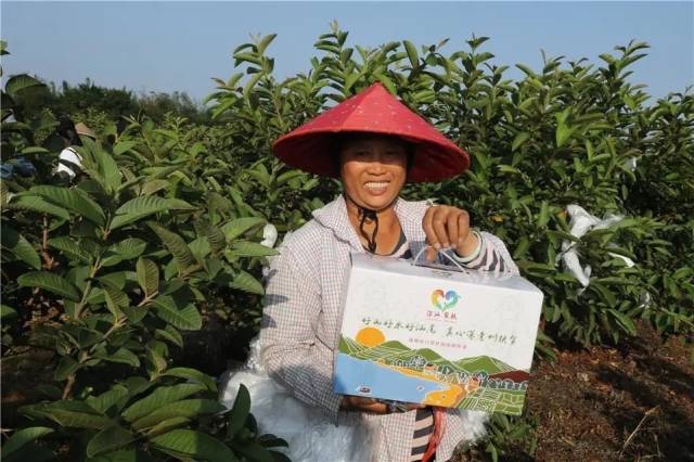 经济日报：罗湖助力26个村达到脱贫标准！板栗南瓜我带货！“扶贫车间”你来吗？