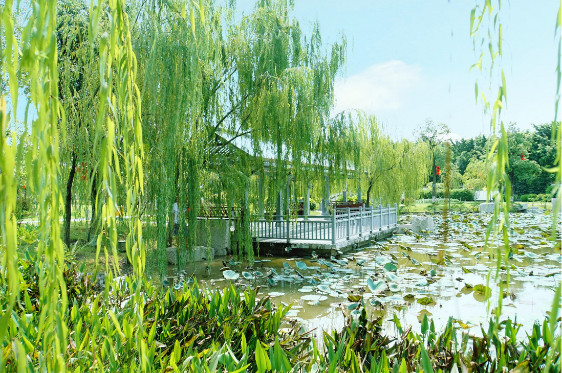 五月榴花妖艳烘，绿杨带雨垂垂重。（摄影：刘成）