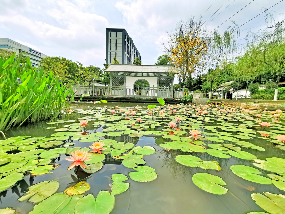 绿树映浓夏日长，楼台倒影入池塘。（摄影：刘成）