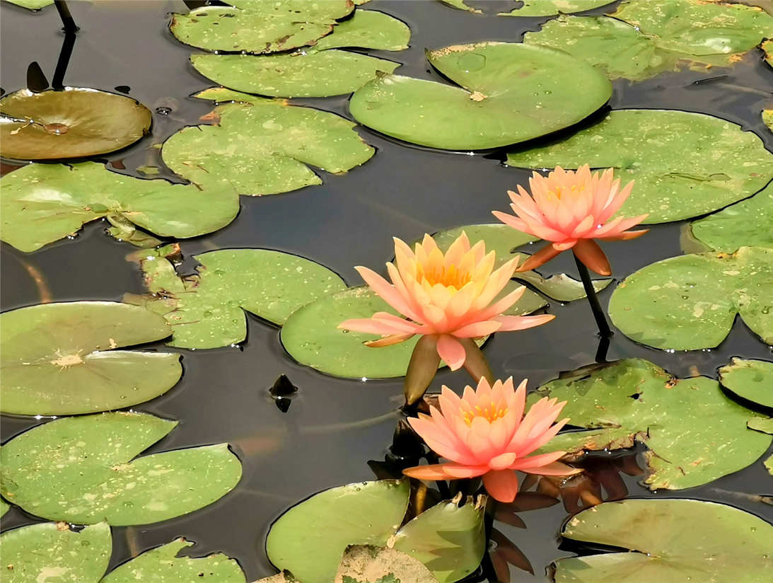 红粉伊人枕波眠，风掀碧裙任缠绵。（摄影：刘成）