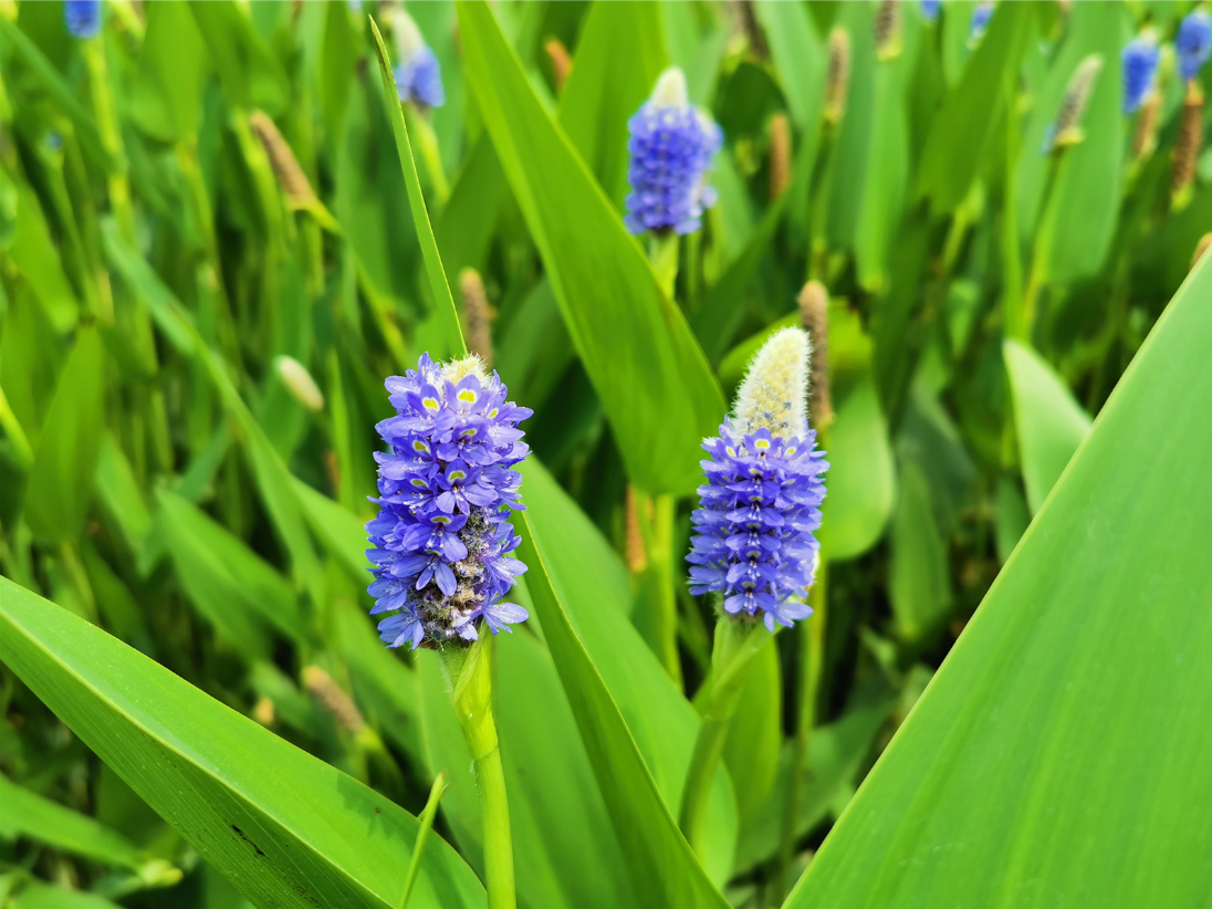 首夏犹清和，芳草亦未歇。（摄影：刘成）