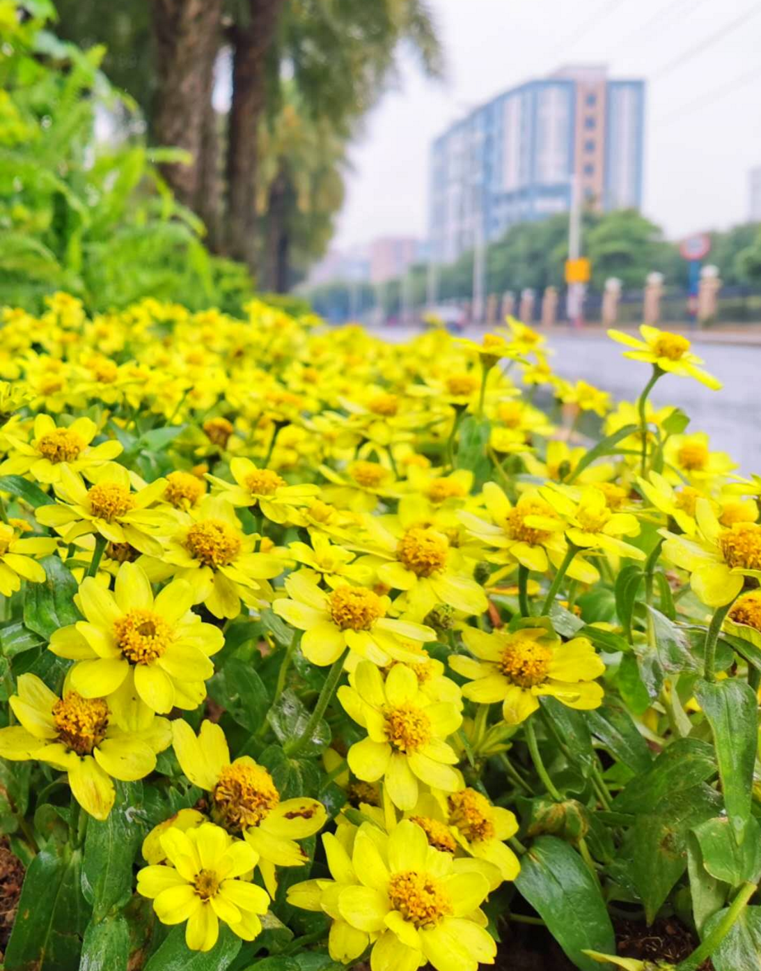 更无柳树因风起，惟有葵花向日倾。（摄影：刘成）