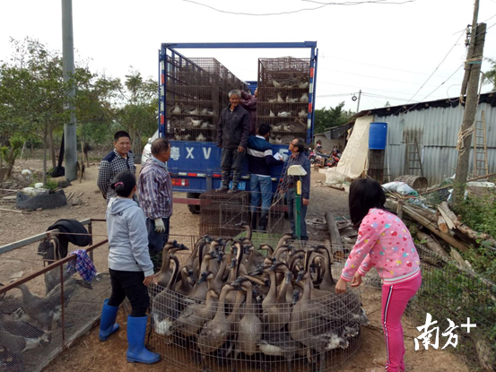 恩平精准扶贫对象冯长浓在政府的帮扶下开办肉鹅养殖场。图为肉鹅销售现场。恩平市扶贫办供图 恩平精准扶贫对象冯长浓在政府的帮扶下开办肉鹅养殖场。图为肉鹅销售现场。恩平市扶贫办供图