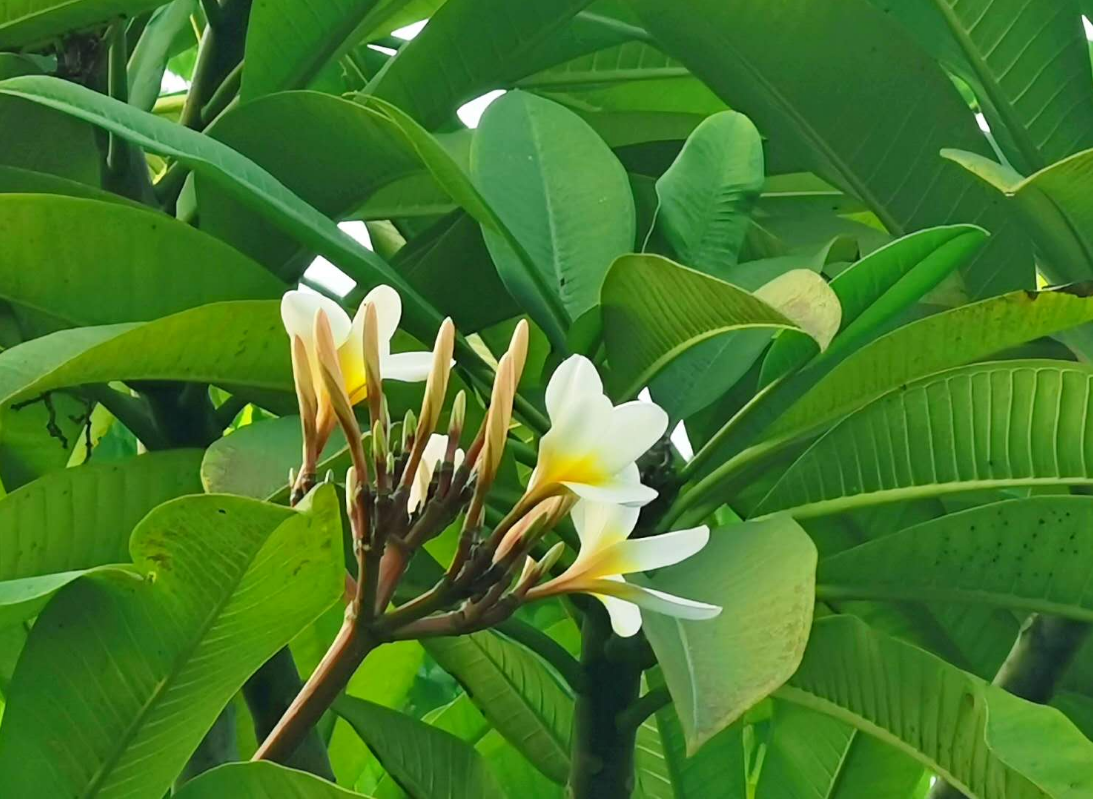 花团锦簇枝头灿，玉瓣金心气味佳。（摄影：刘成）