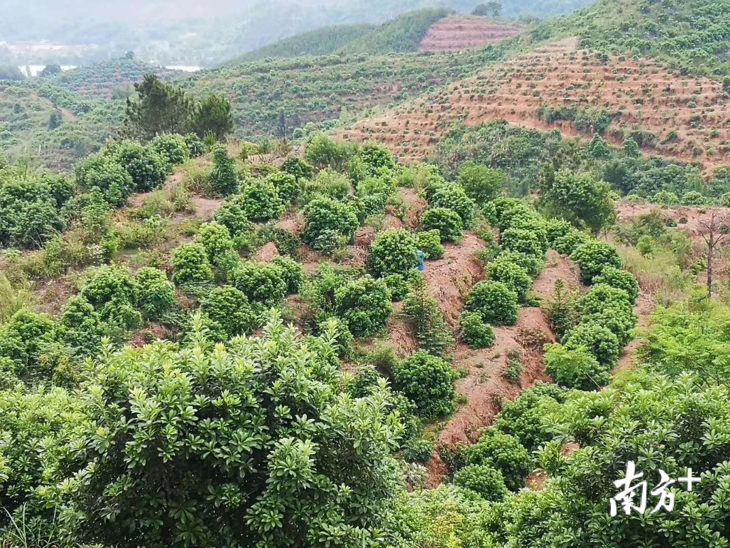 期待始興楊梅長勢良好六月初可上市