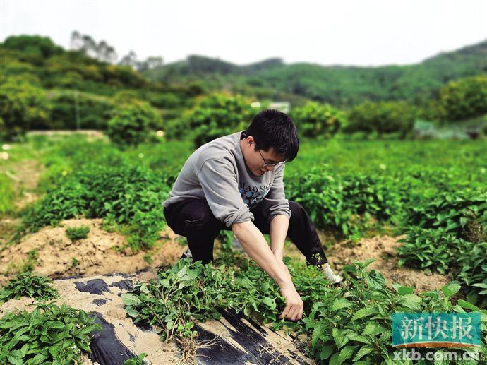 张文聪与农户一起参加中草药种植基地的劳动。受访者提供 张文聪与农户一起参加中草药种植基地的劳动。受访者提供
