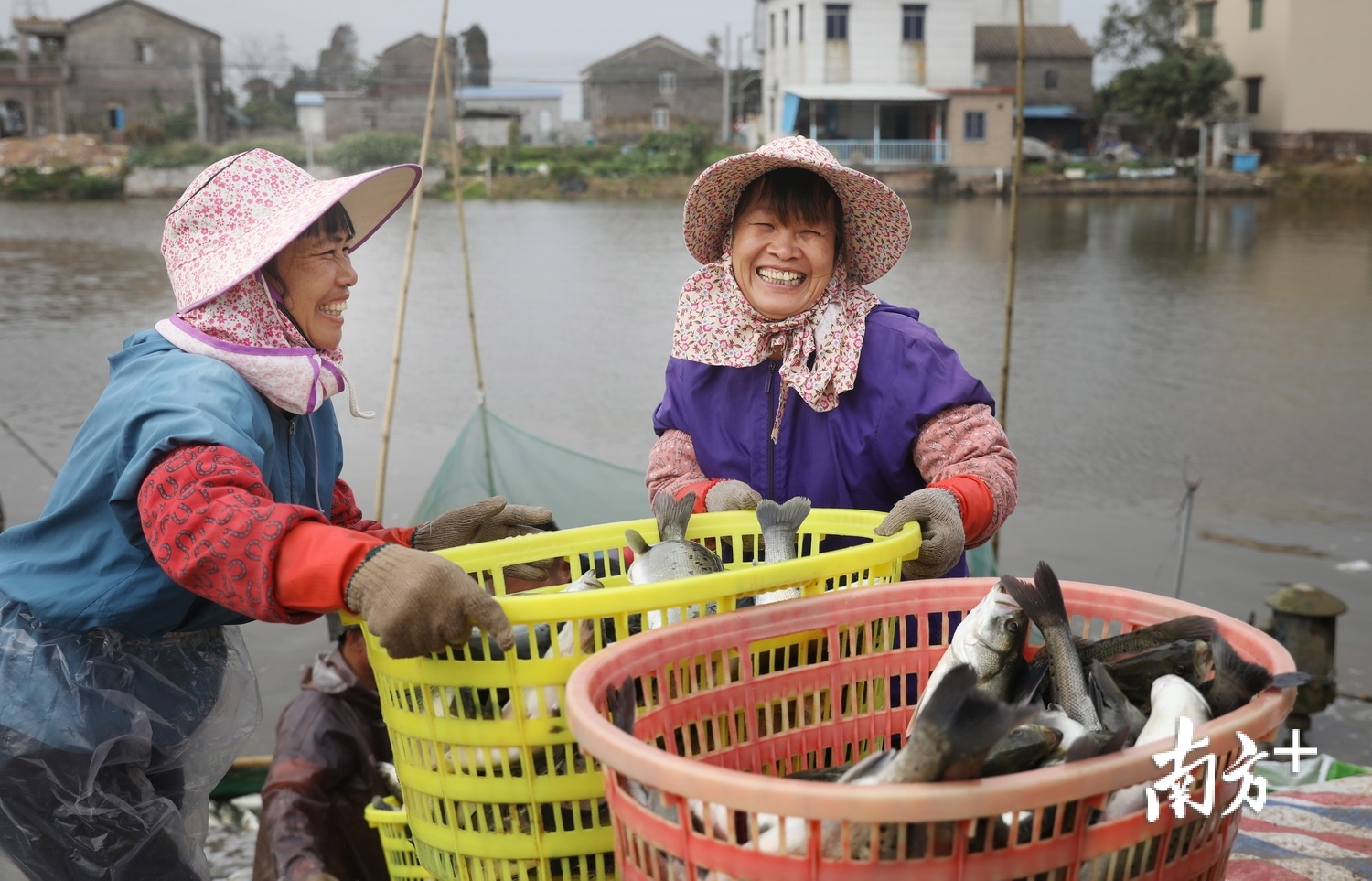 斗门新沙村，海鲈丰收的喜悦在农妇脸上绽放。