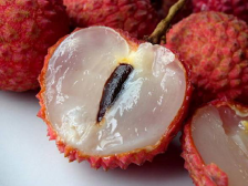 阳西优质荔枝树等你来认养！首批限量优惠发售200棵