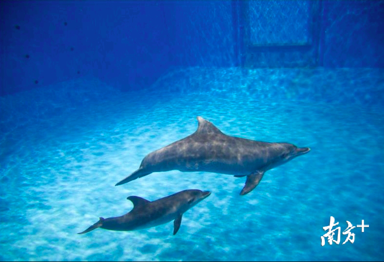 瓶鼻海豚妈妈 瓶鼻海豚妈妈