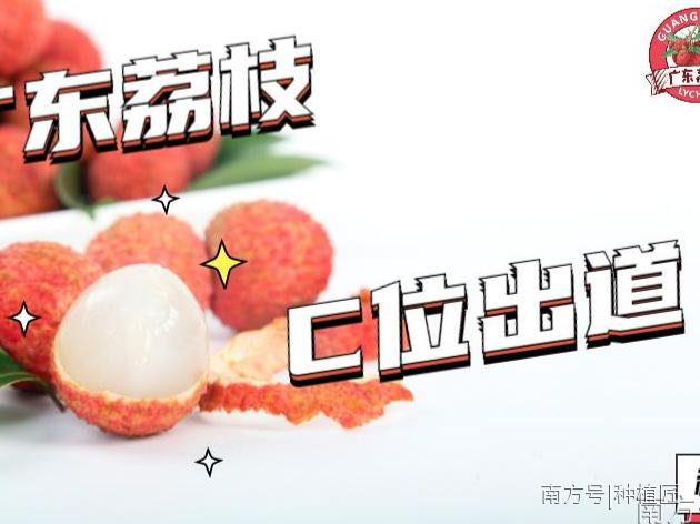 最好的广东荔枝上市时间出来啦!你的味蕾准备好了吗?