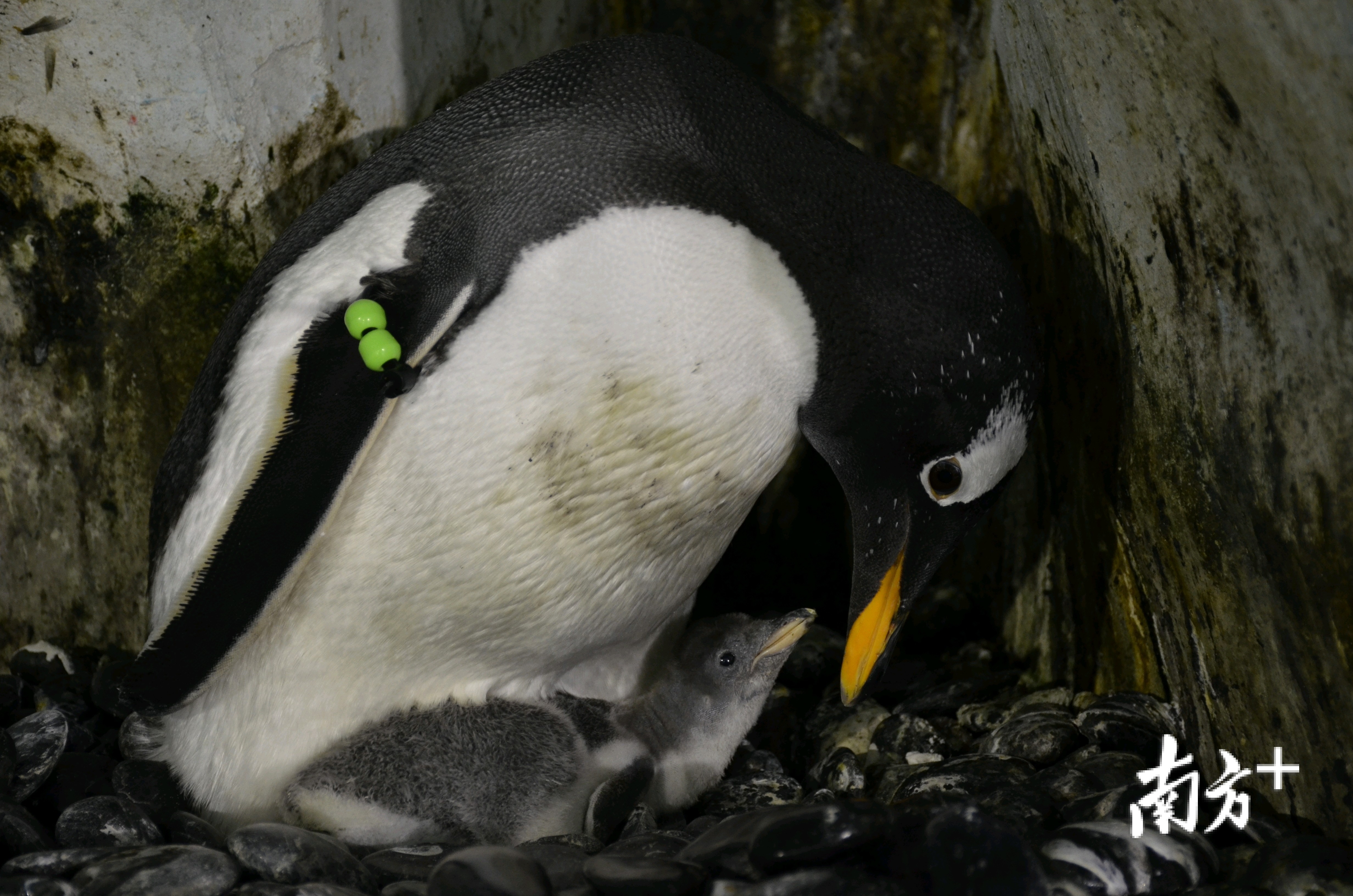 白眉企鹅妈妈丝丝和她的宝宝