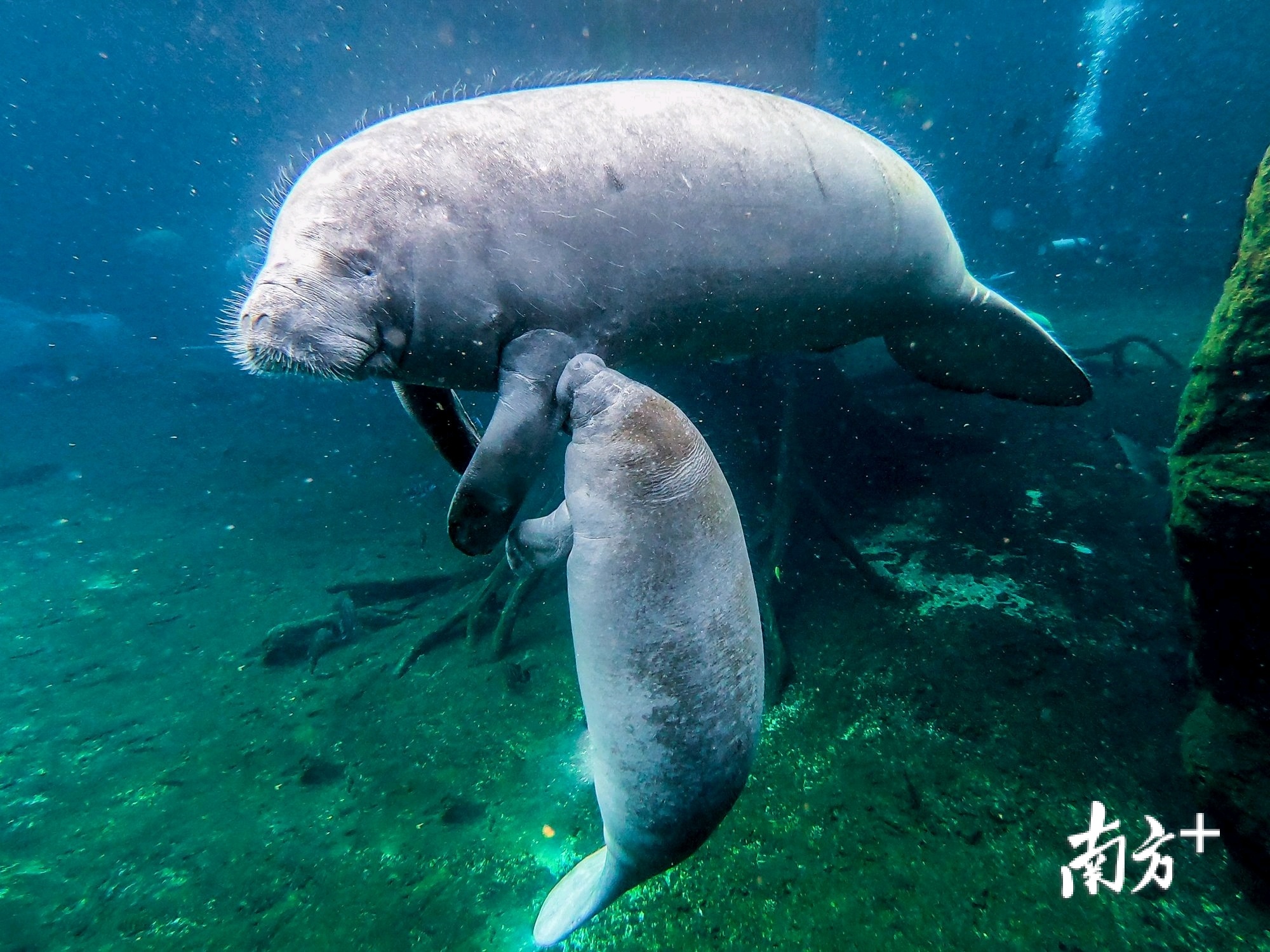 西非海牛妈妈抱抱和她的宝宝
