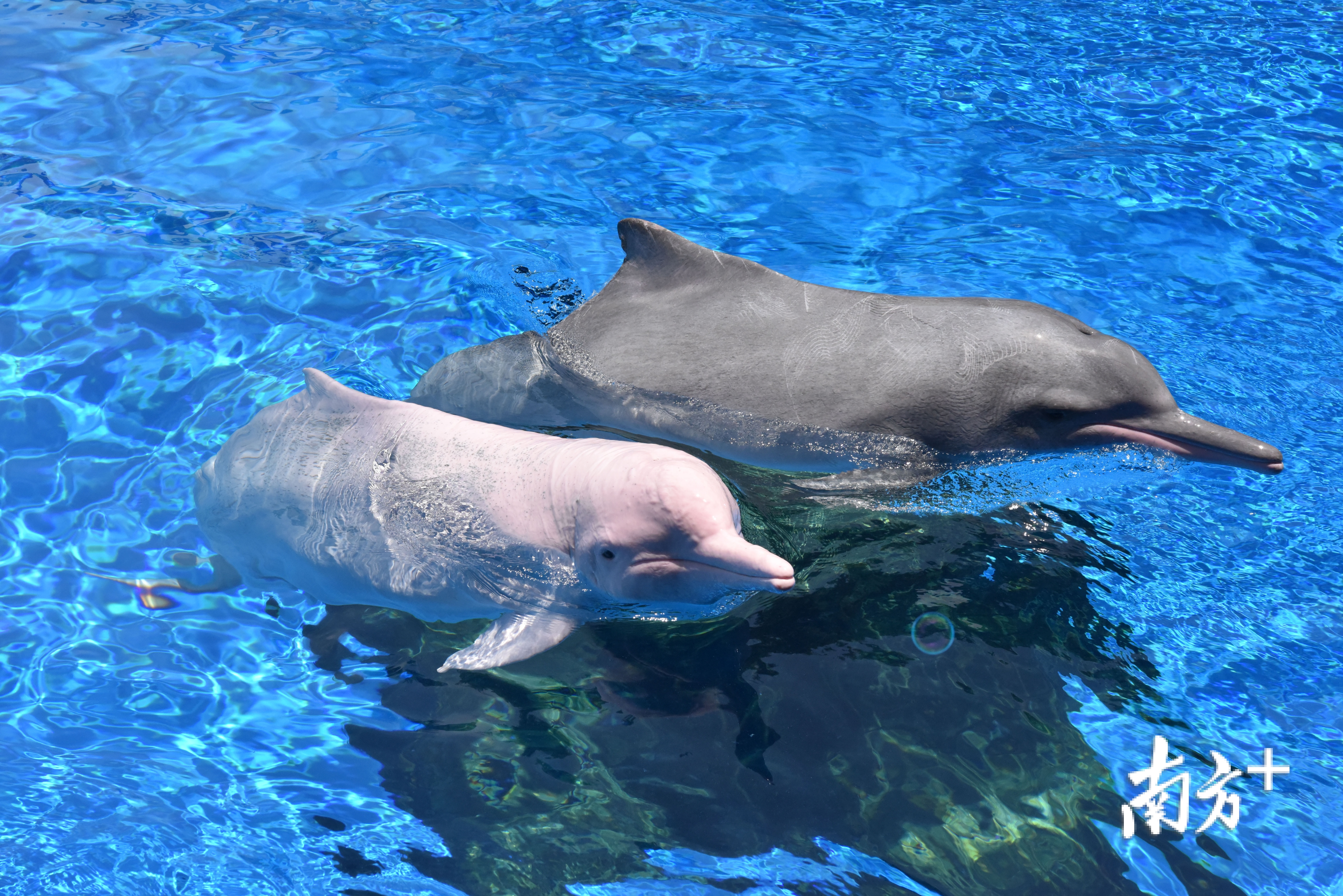 中华白海豚妈妈珠珠和她的宝宝