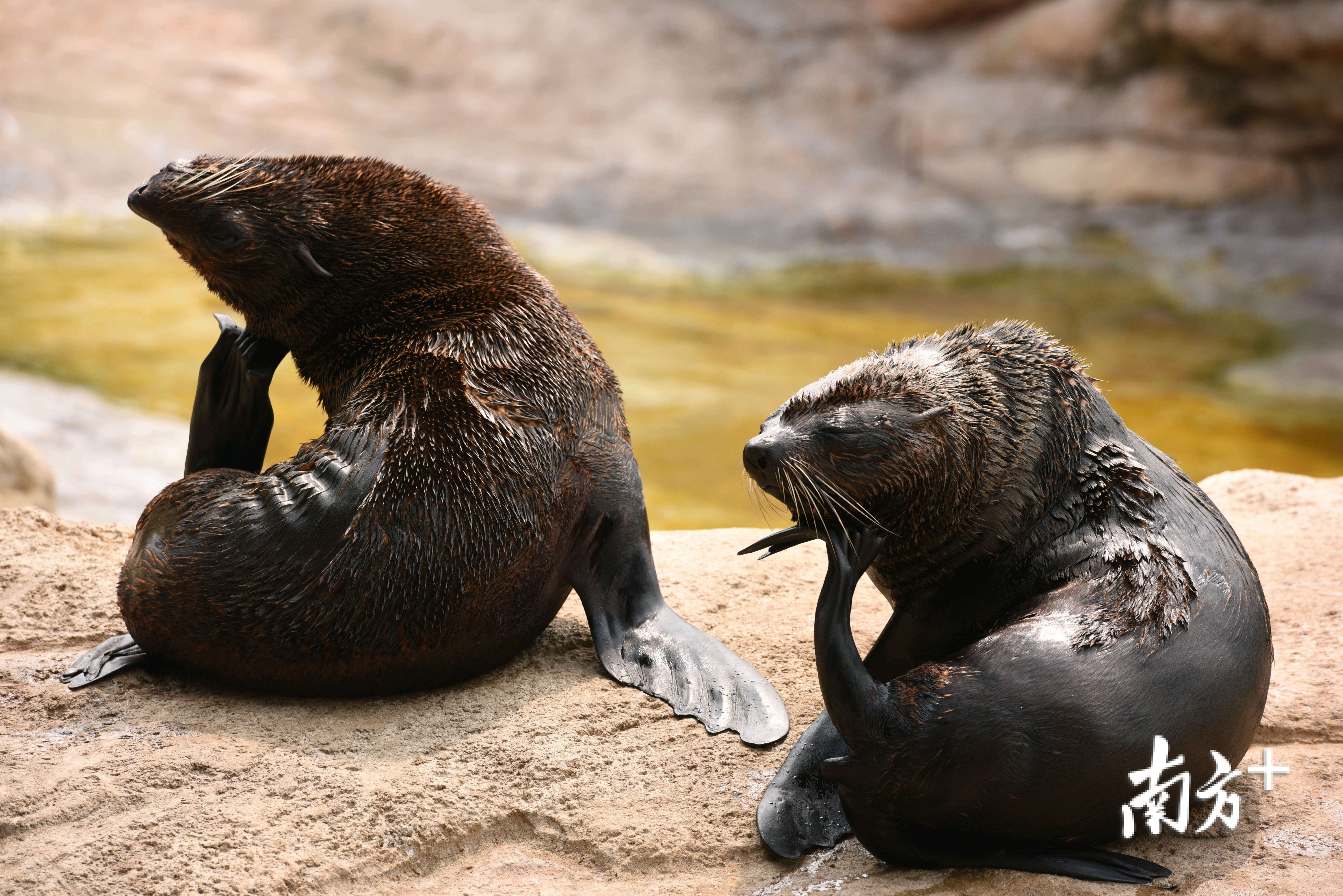 海狮妈妈莉娜和她的宝宝
