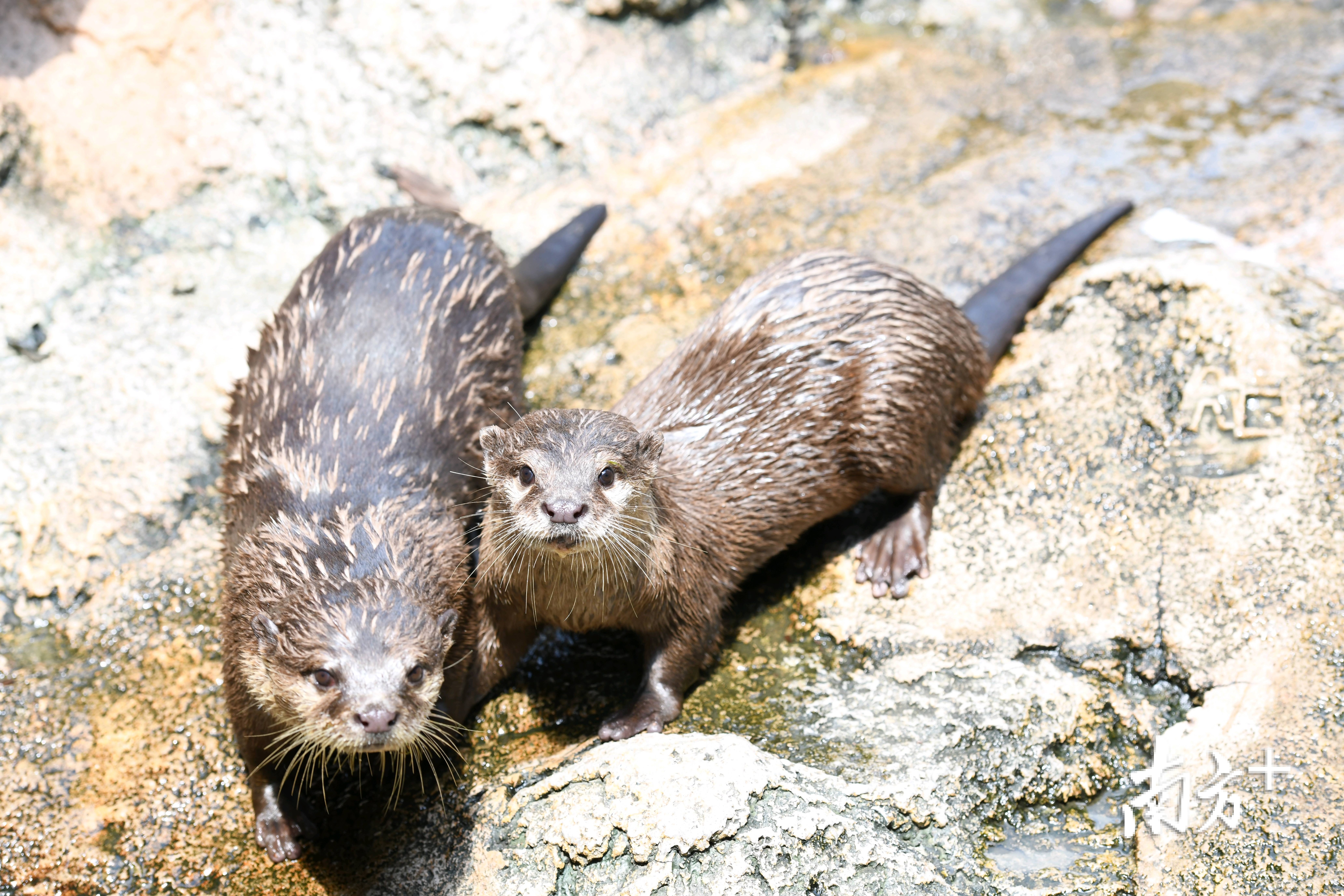水獭妈妈安安和她的宝宝