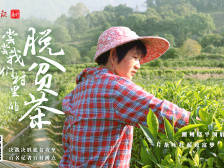 潮州饶平顶厝村：一片茶叶托起致富梦|决战决胜脱贫攻坚