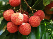 2020茂名荔枝怎么卖？这儿开讲