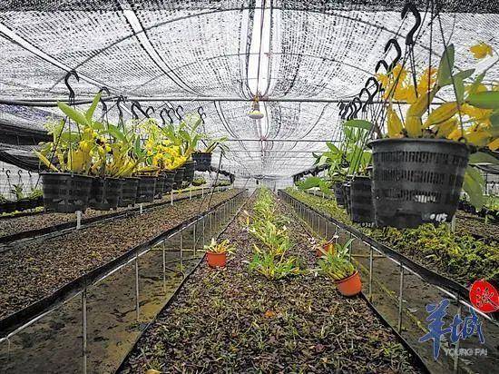 一个柚子品牌,撬动广阔商机