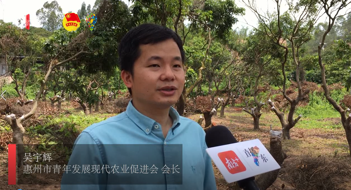 我为东坡荔枝代言吴宇辉让荔枝林变聚宝盆