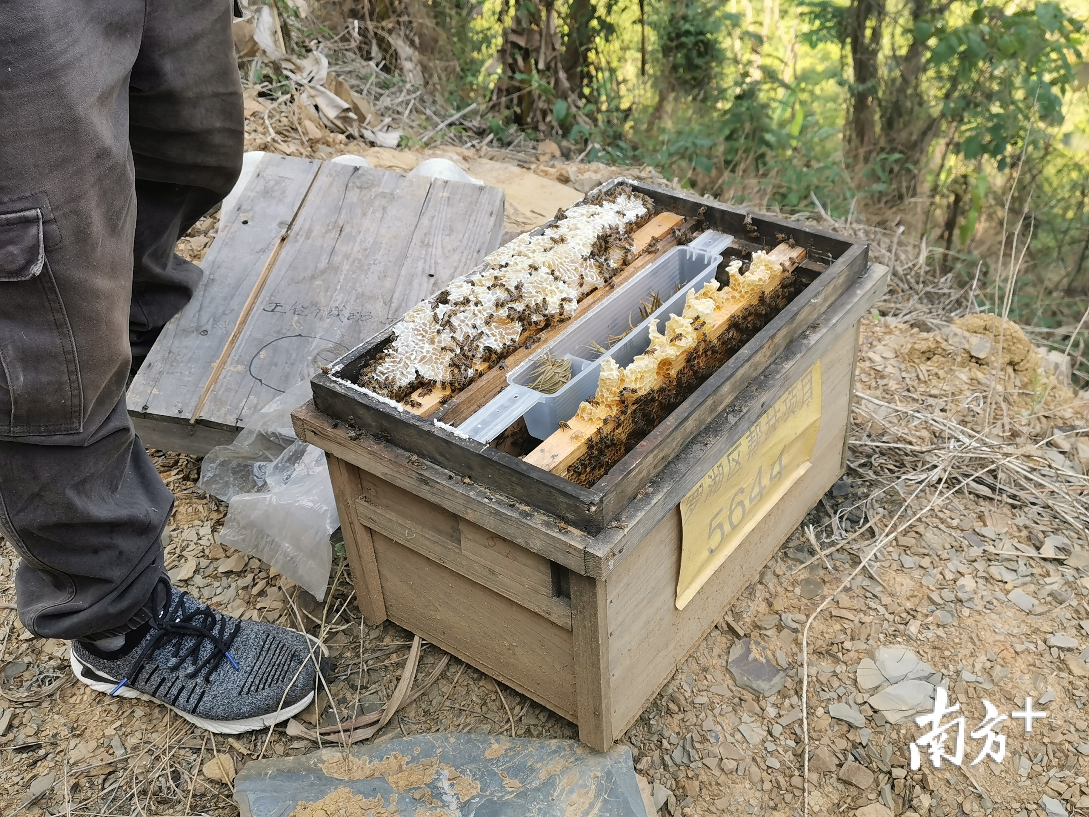 活光蜂箱 活光蜂箱