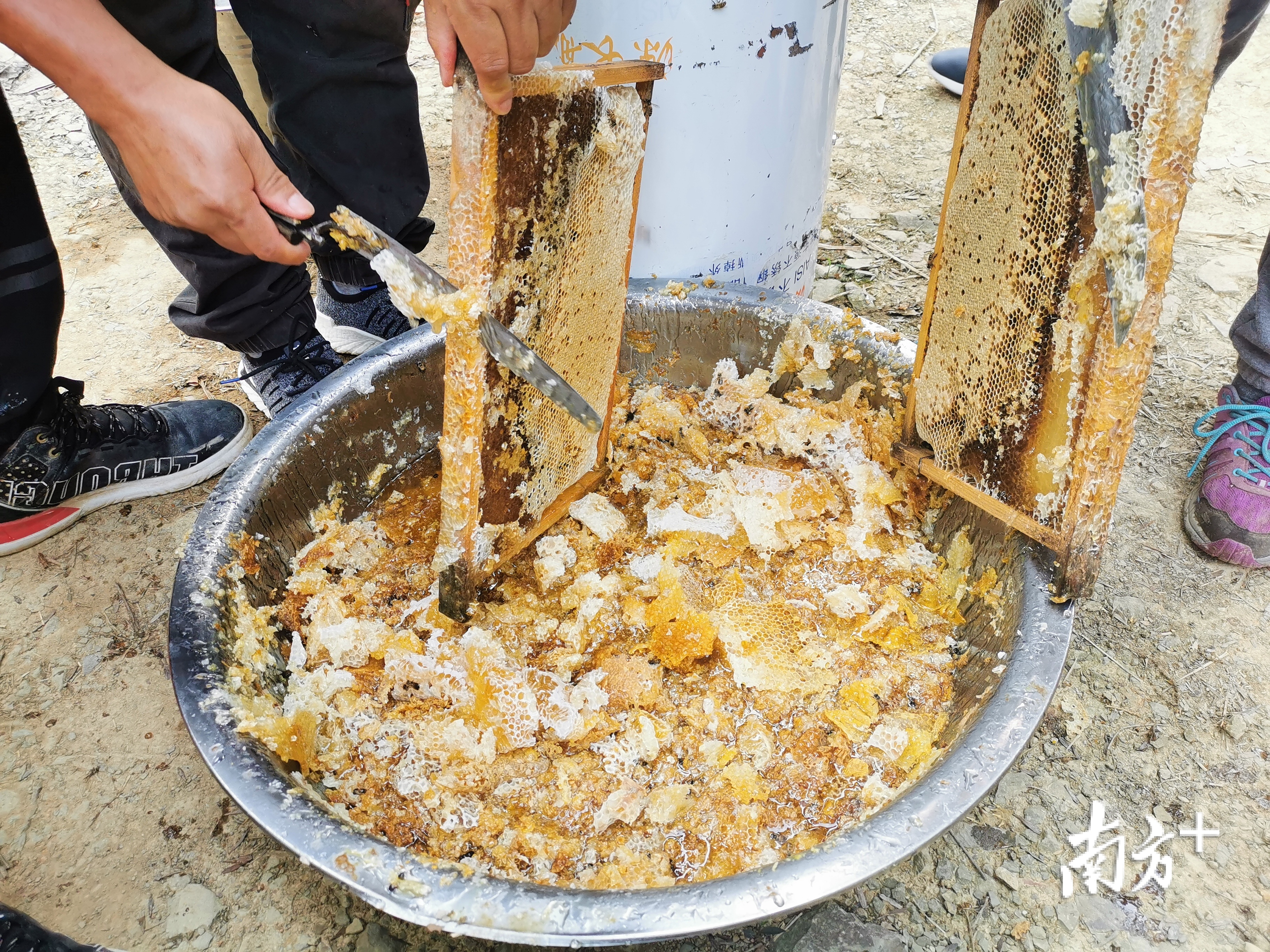 采集好的蜂蜜 采集好的蜂蜜