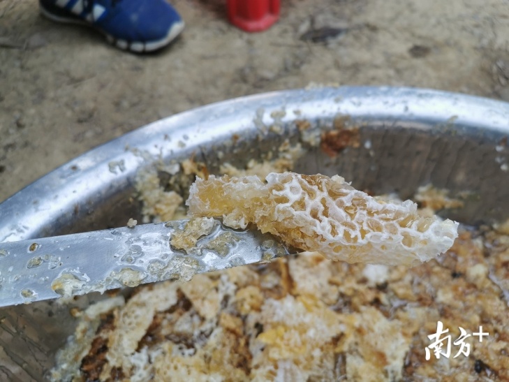 采集好的蜂蜜 采集好的蜂蜜