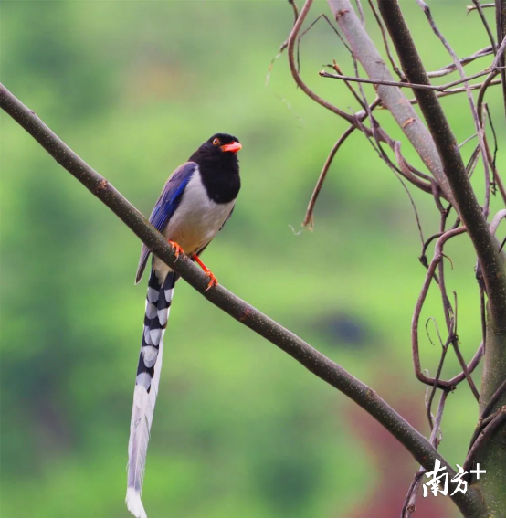 红嘴蓝雀在树枝上