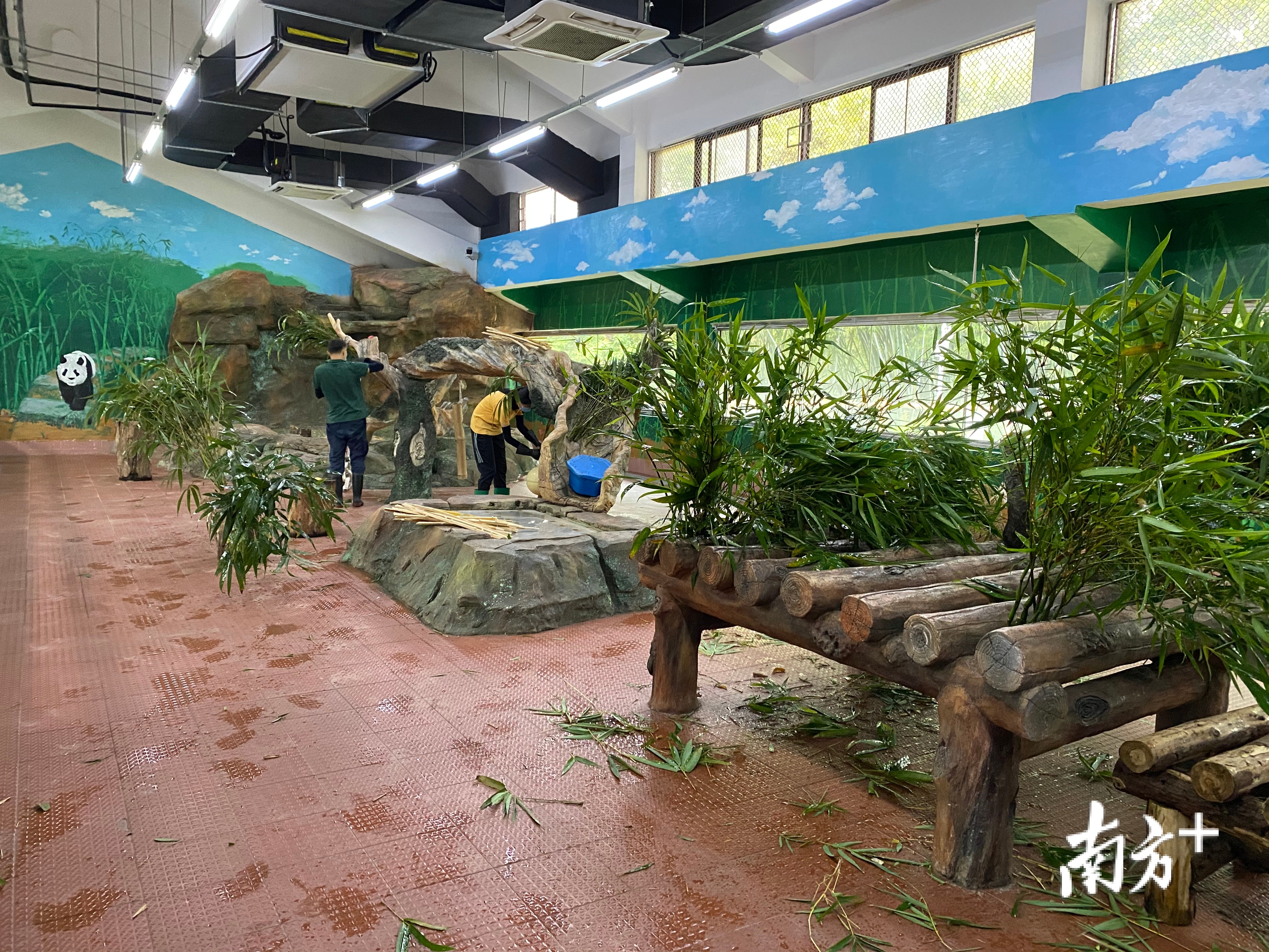 广州动物园大熊猫室内展馆等即将恢复开放。 广州动物园大熊猫室内展馆等即将恢复开放。