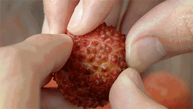 荔枝花式吃法大解密,你的夏天被荔枝承包了!