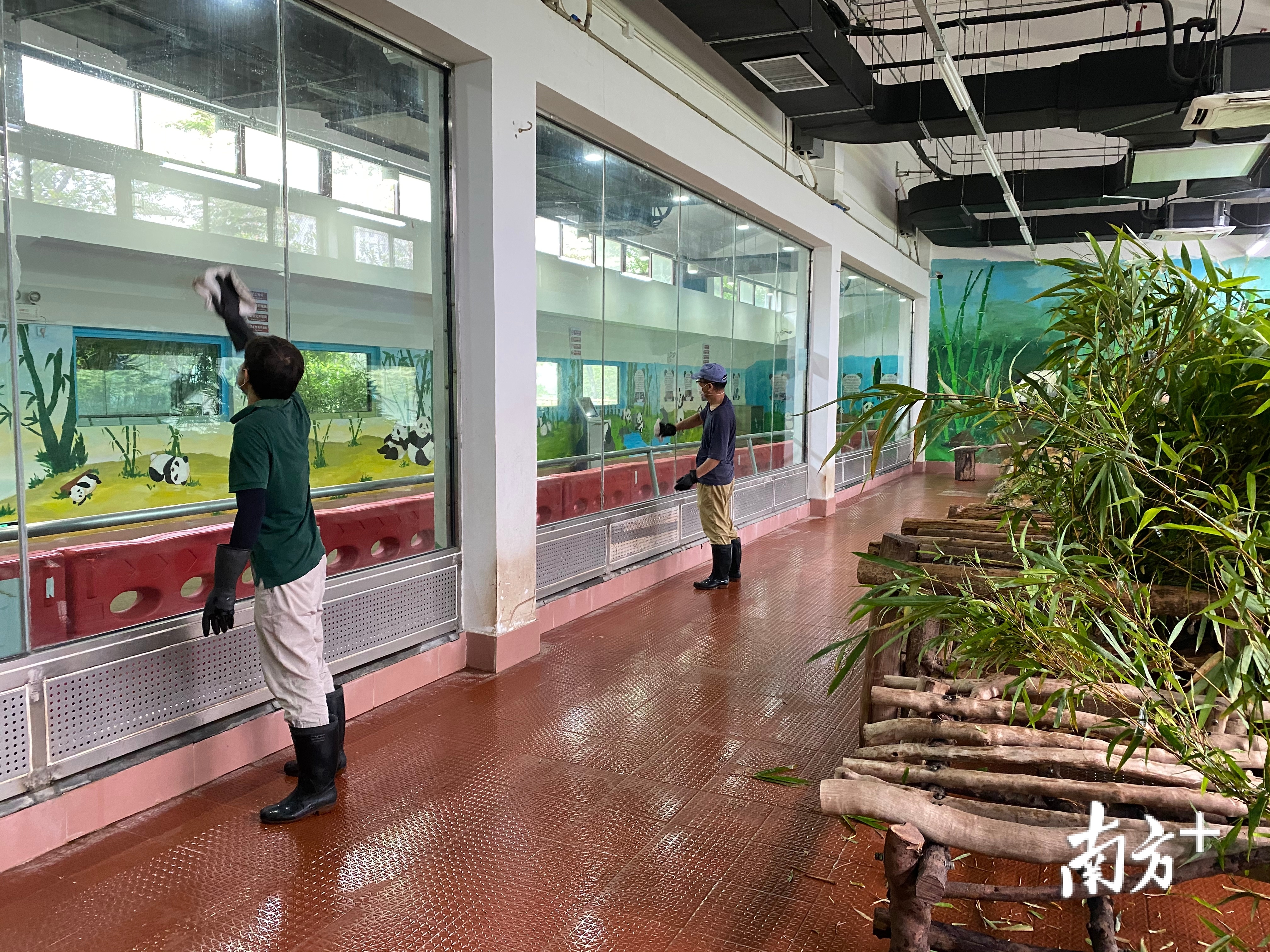 广州动物园大熊猫室内展馆等即将恢复开放