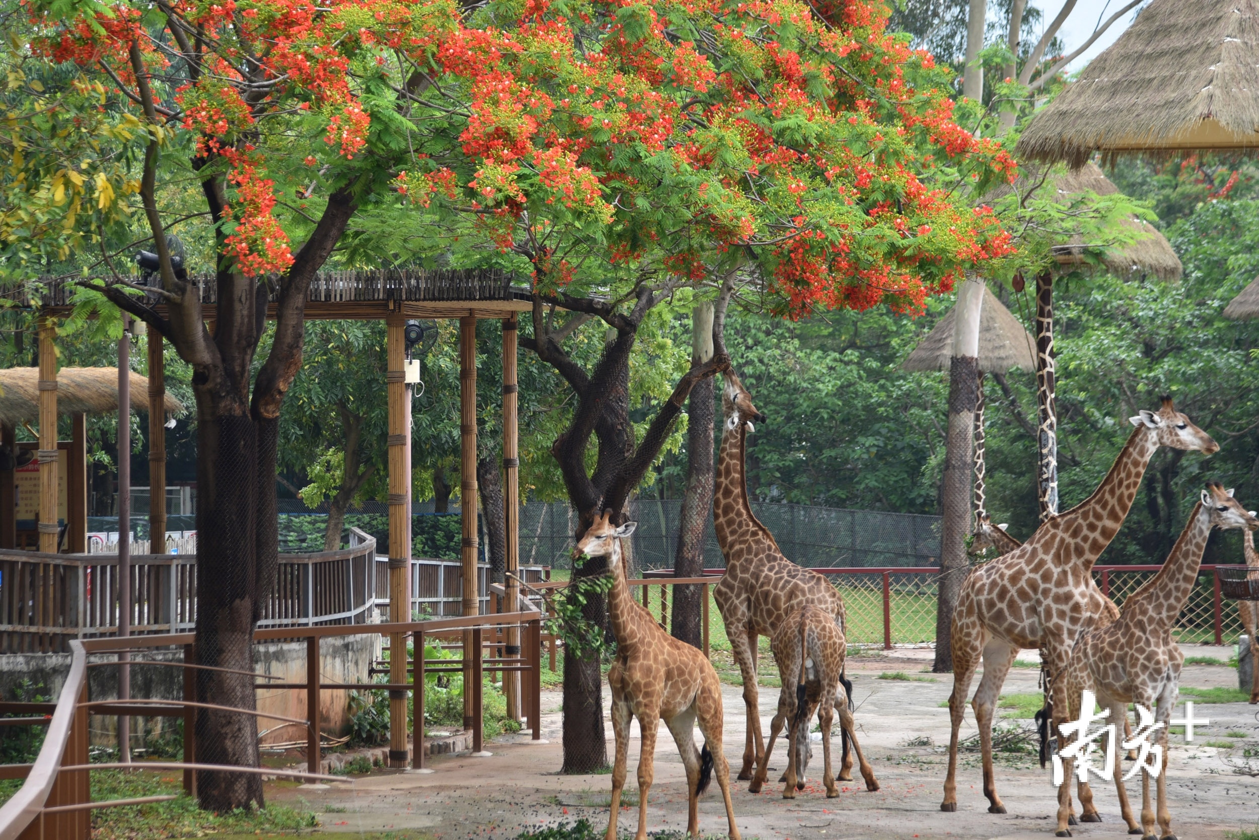 2020深圳野生动物园-旅游攻略-门票-地址-问答-游记点评，深圳旅游旅游景点推荐-去哪儿攻略
