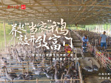 鹅鹅鹅，唱响脱贫致富歌｜决战决胜脱贫攻坚
