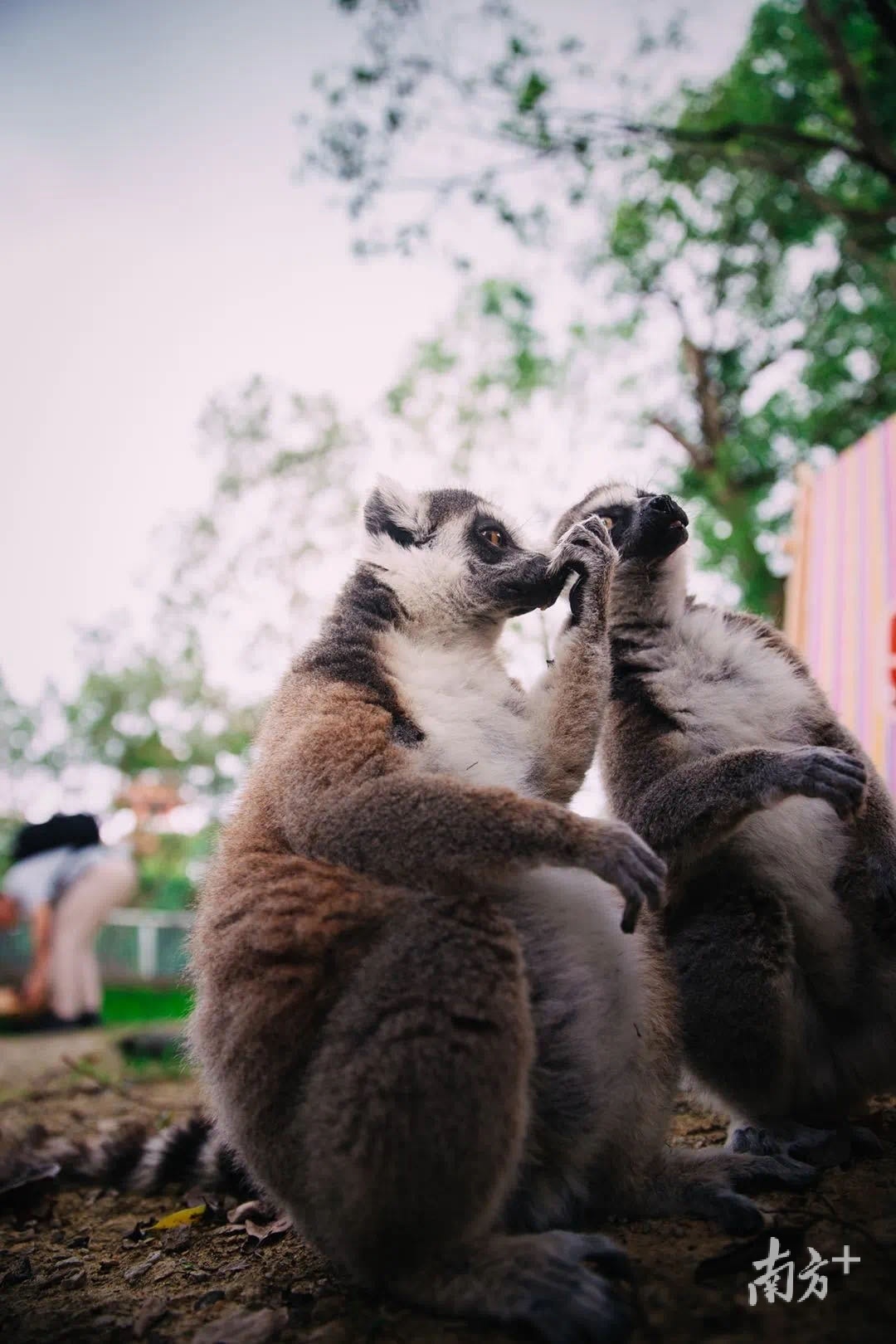 香市动物园推出“快乐五一.萌兽伴我行”活动，累计接待游客1.2万人次，日均游客量是恢复开园至今的数倍。（受访者供图）