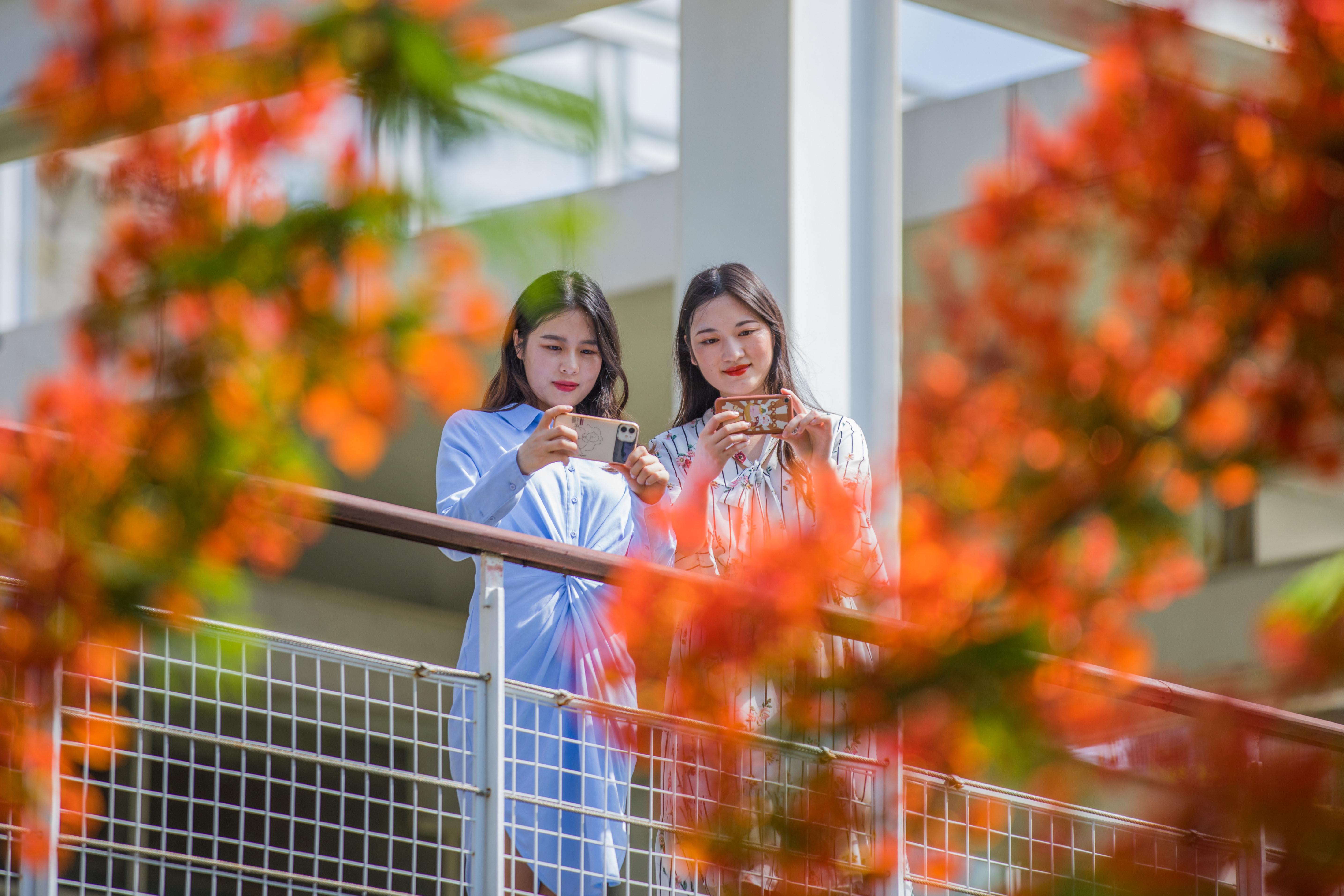 立夏刚过深圳的夏天便已开始肆意地张扬，炎热接踵而来。深圳华侨城生态广场的凤凰花也花开正旺。成为市民休闲赏花的网红之地。