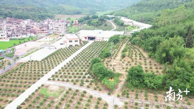 2019年，腰古村霸王花种植基地年产值102万元，为贫困户人均增收约1200元。