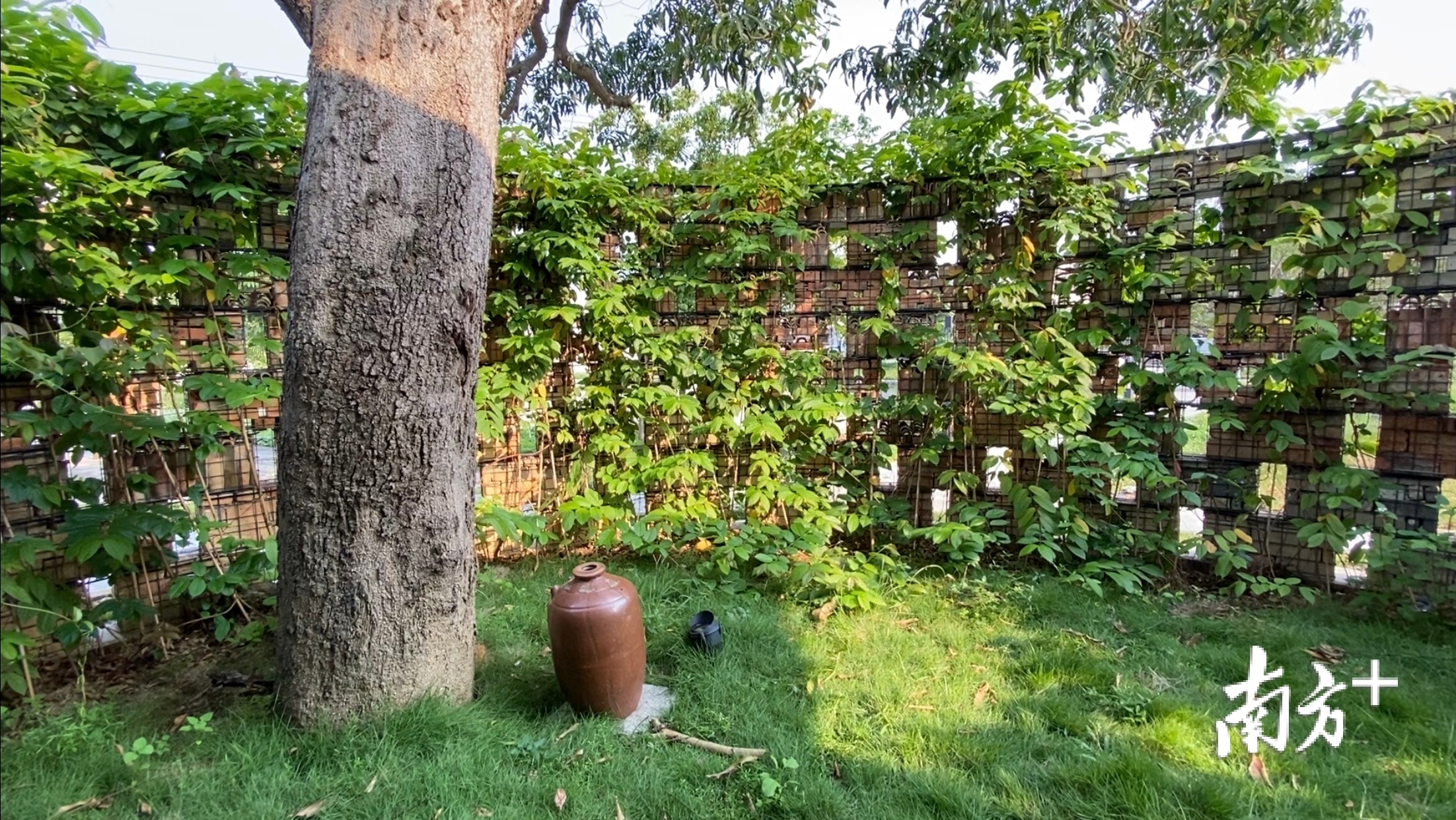 环状砖墙不只是造景,更是为了保护这棵古树。杨兴乐摄