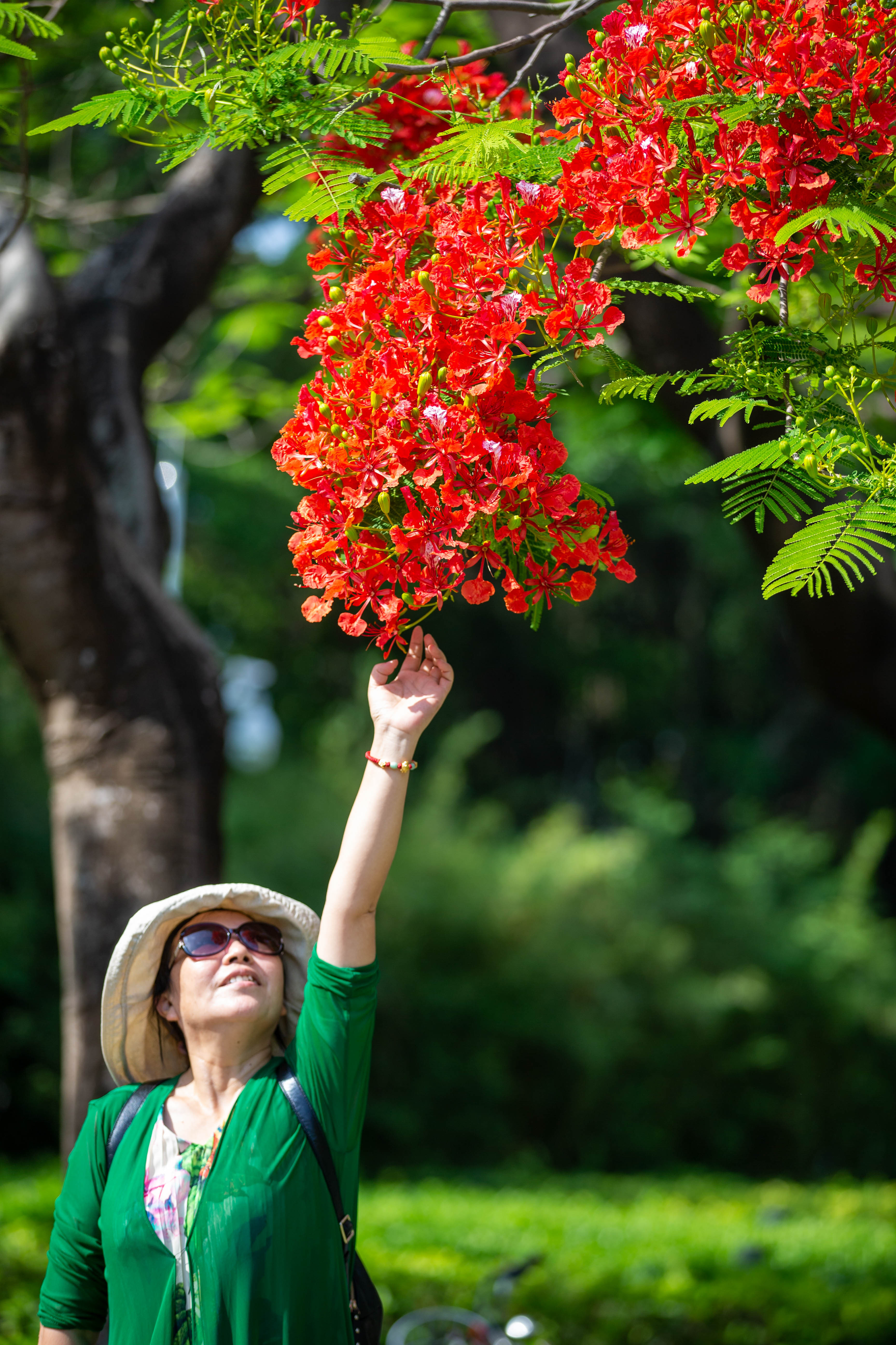 立夏刚过深圳的夏天便已开始肆意地张扬，炎热接踵而来。深圳华侨城生态广场的凤凰花也花开正旺。成为市民休闲赏花的网红之地。
