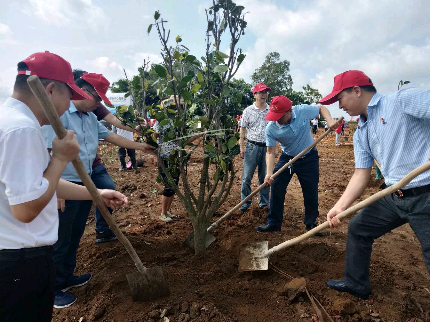志愿者在种植树菠萝。