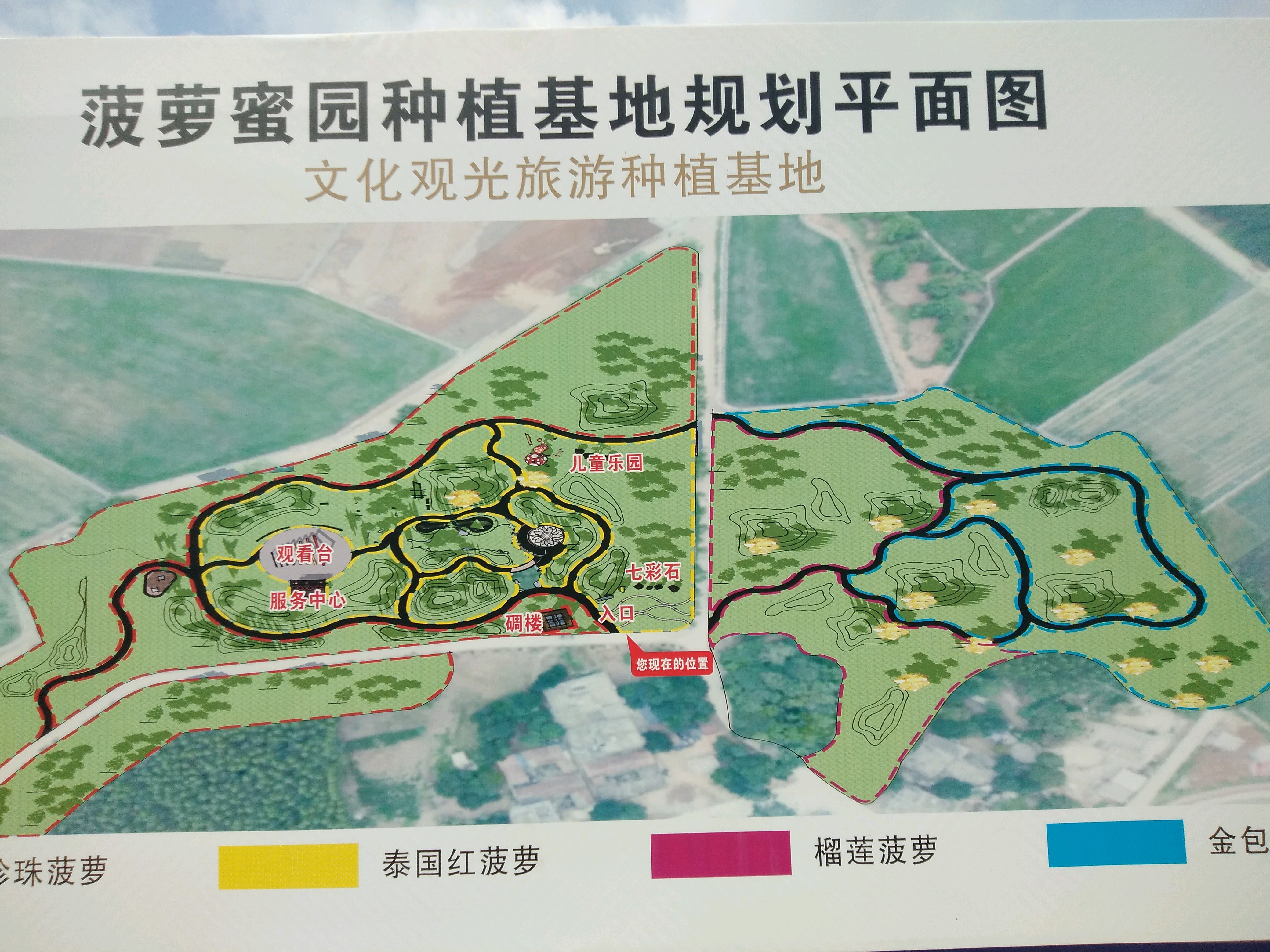 老马村菠萝蜜园种植基地规划图。