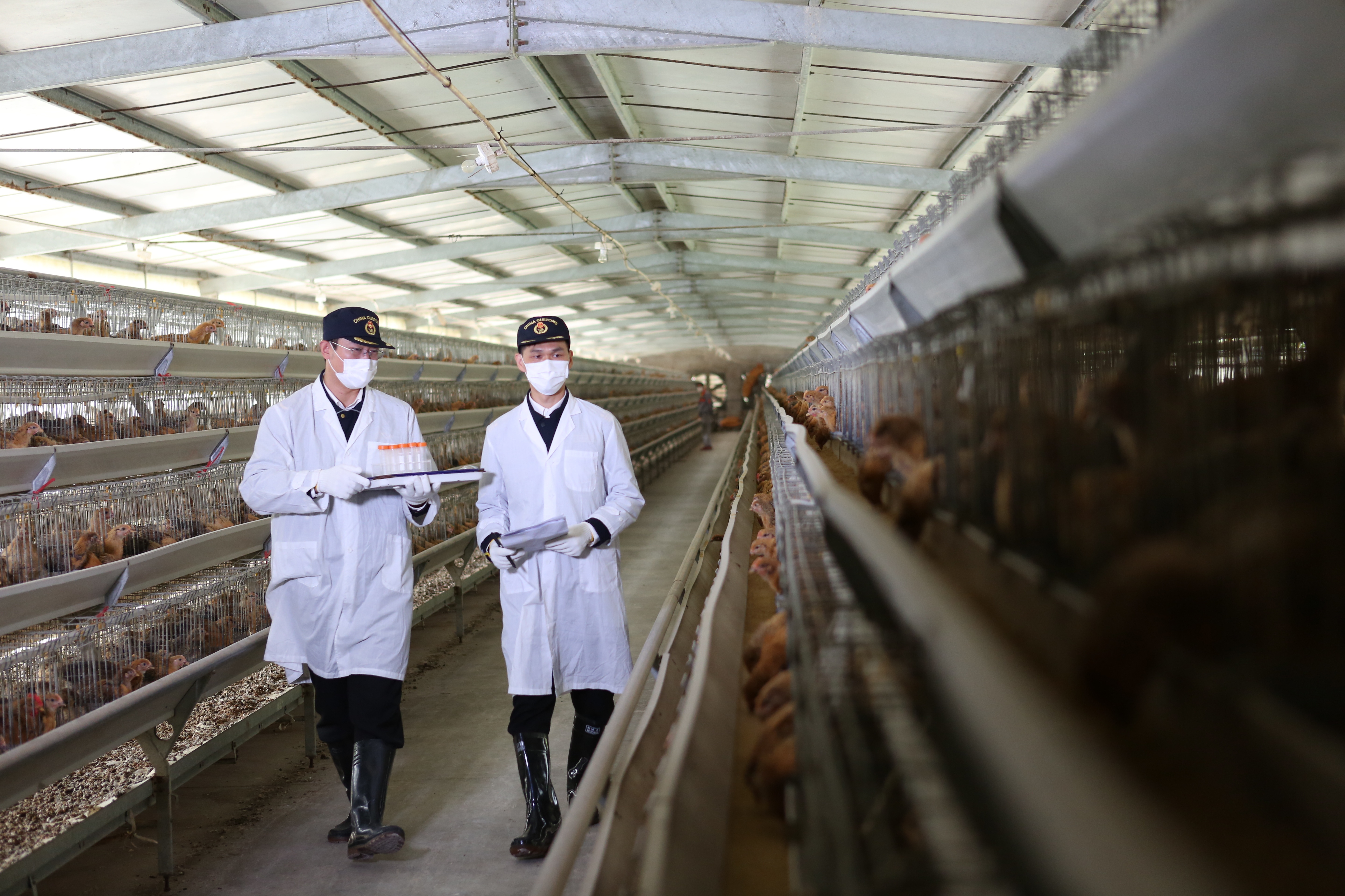 海关关员在供港澳家禽养殖场监管 温阳蕾 摄 海关关员在供港澳家禽养殖场监管 温阳蕾 摄