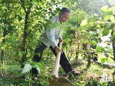 树叶里的“脱贫密码”|决战决胜脱贫攻坚