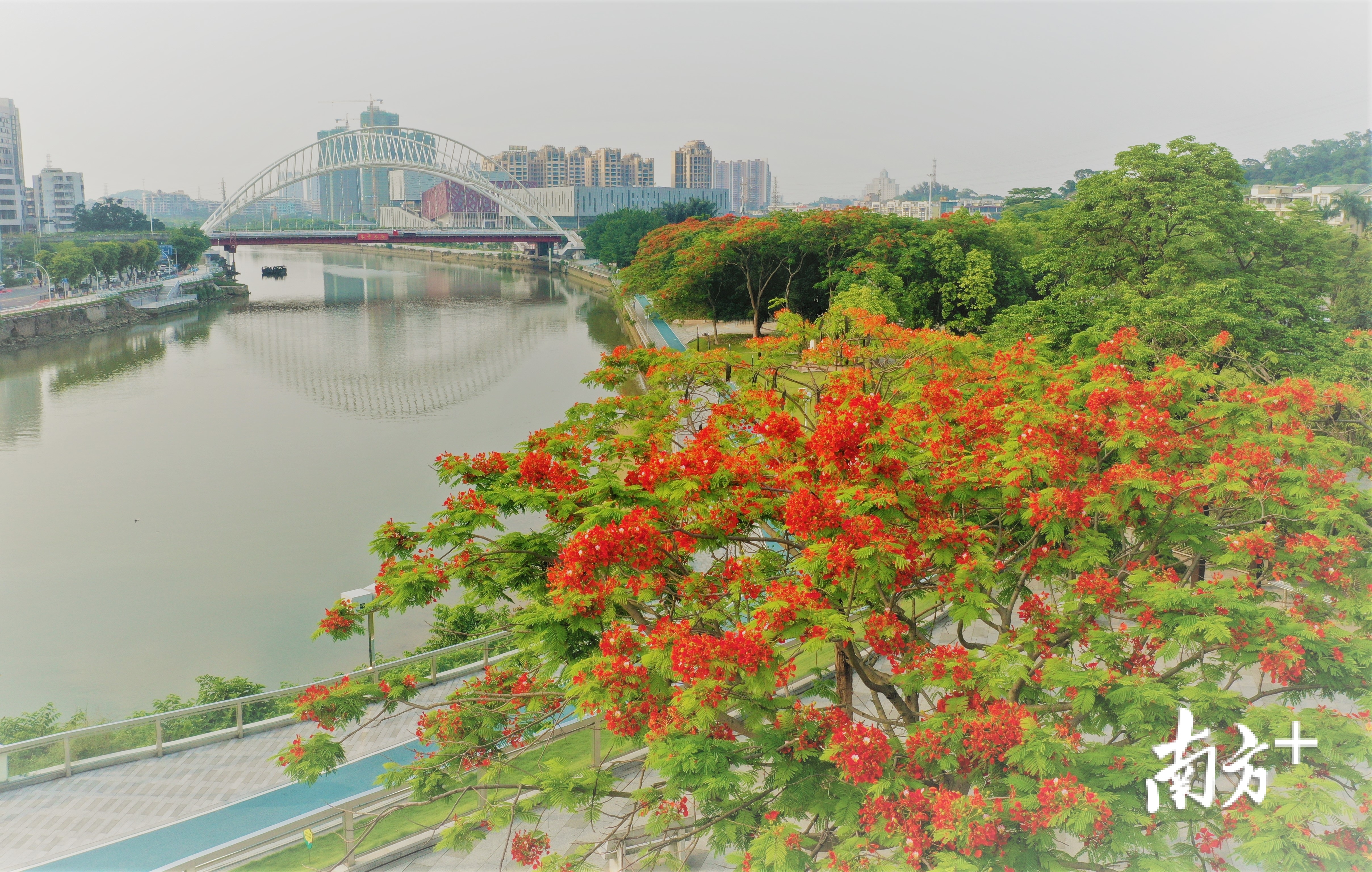 美丽的蓬江河畔，金凤花热烈盛开。杨兴乐摄