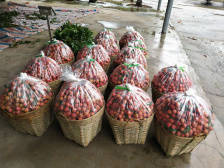 爱荔枝的朋友们有口福了！阳江妃子笑、糯米糍优质荔枝下周来袭