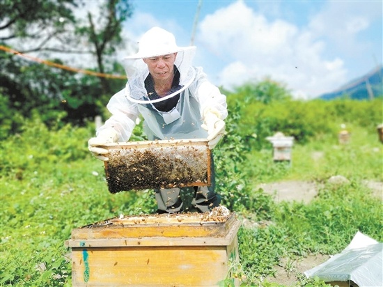 梁洪概观察蜜蜂的生长情况。