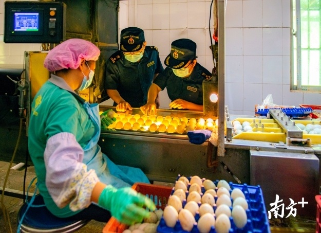 惠州海关工作人员指导企业对出口鸭蛋质量进行把关